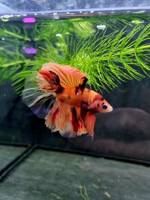 Bojownik HM nemo