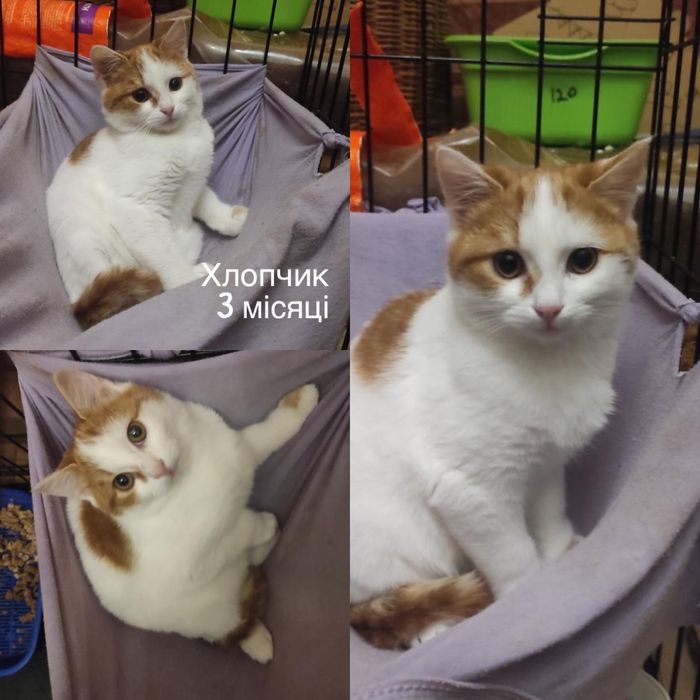 Маленький котёнок бесплатно