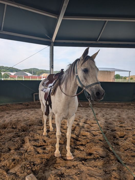 Koń arabski wałach