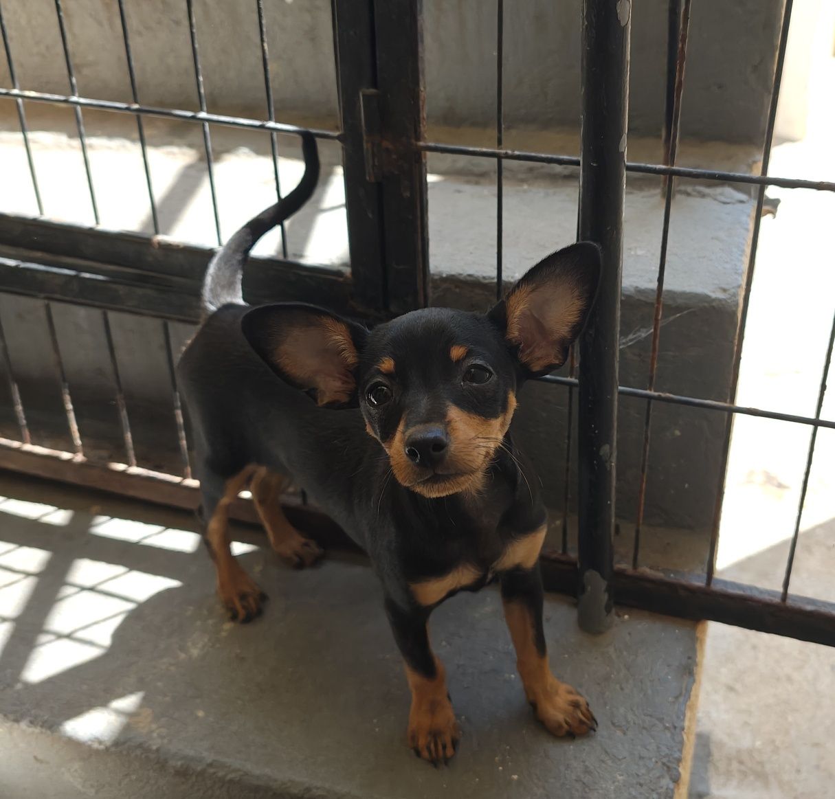 Pinscher miniatura fêmea