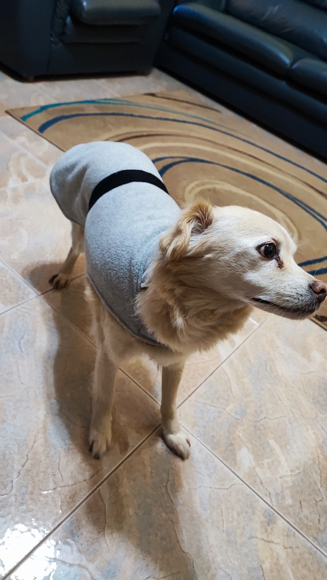 Capa para cão porte pequeno (até 10/11kg) - como nova