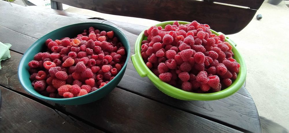 Sadzonki maliny polecam