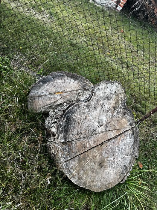 Drzewo za darmo sierzba