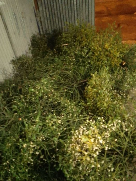 Jemioła pęczki i kule