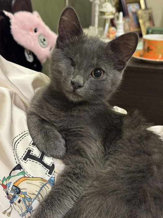 Милый и умный КОТЁНОК