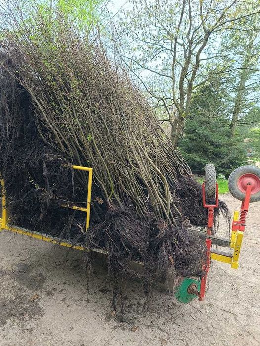 Grab pospolity 190 cm 250 cm. Nasadzenia zastępcze