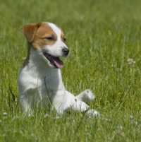 Jack Russell Terrier- piesek gładkowłosy FCI