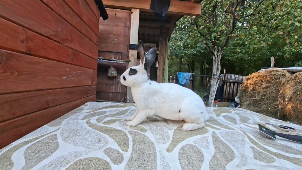 Młode samczyki rexy