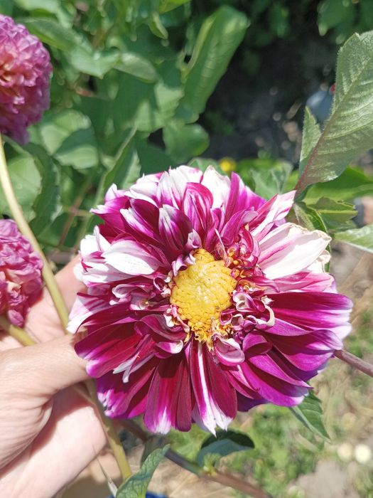 Георгіни,жоржини(георгины,жоржыны)