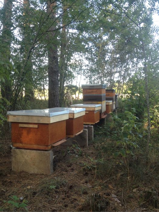 Ul pszczoly Ule Wielkopolskie