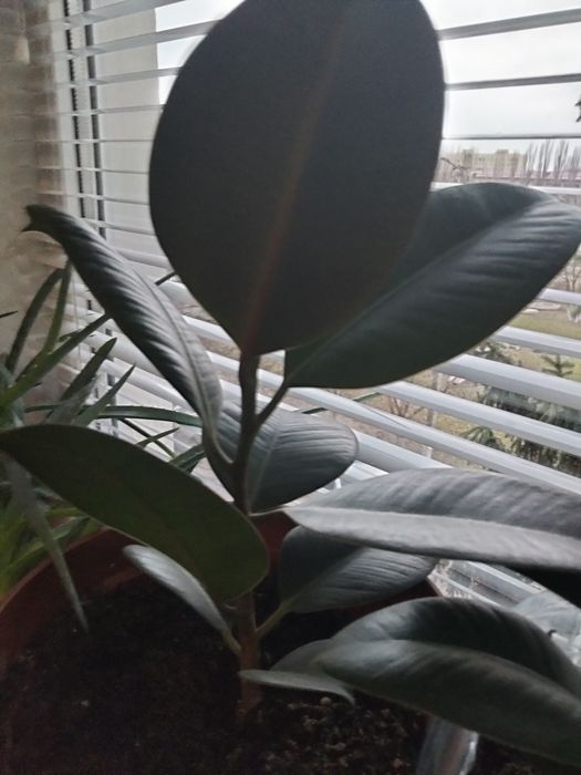 Продам кімнатні рослини