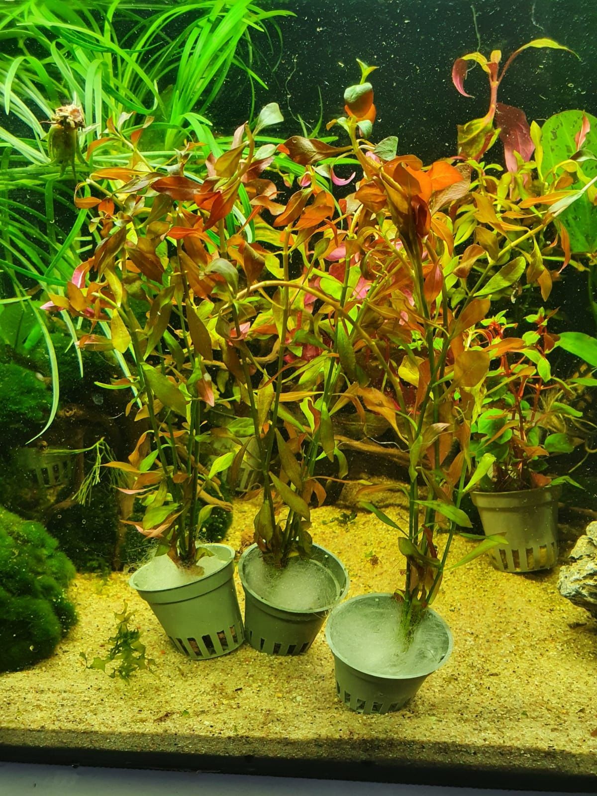 Ludwigia Glandulosa Piękna Roślina do Akwarium Koszyczek