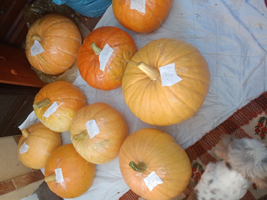 Dynie ekologiczne duże bio