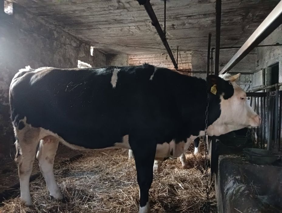 Sprzedam jałówkę wysokocielną