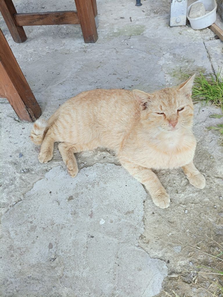 Rudy kocur szuka domu