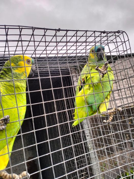 Aestivas xanthoperix 2024