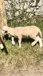 Borrego para venda merino preto cx ile france