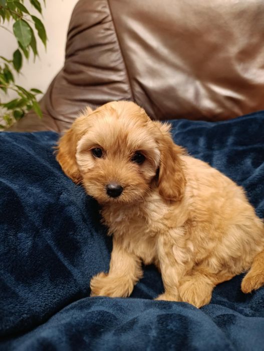***Suczka CAVAPOO ***