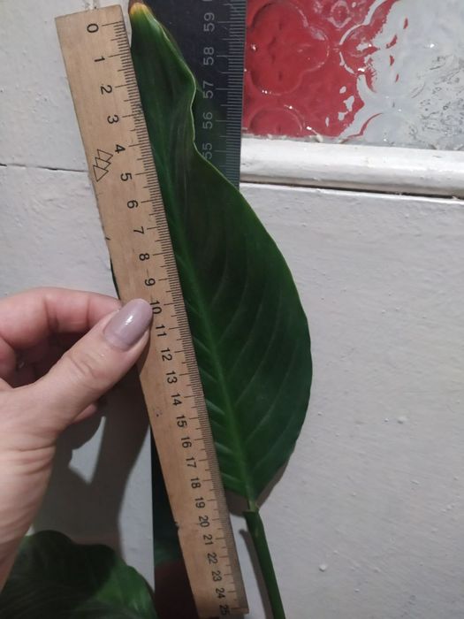 Продам цветок спатифиллум