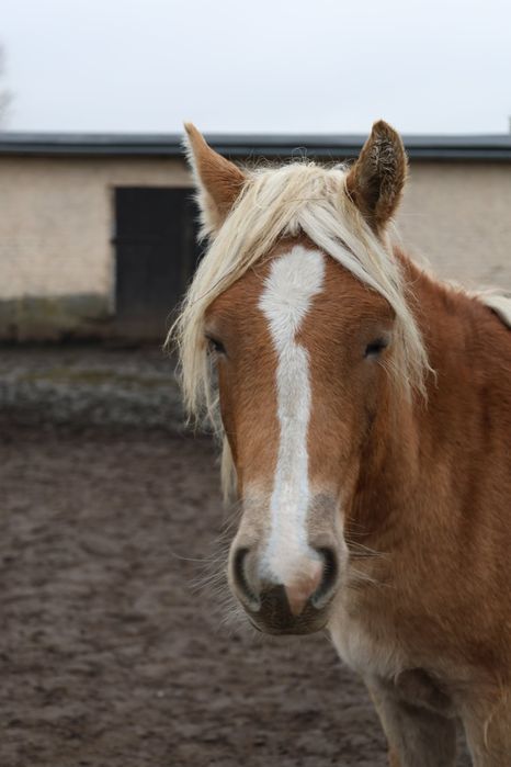 Klacz rasy haflinger