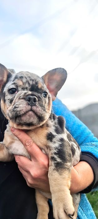 Французский бульдог Блу Мерле тан