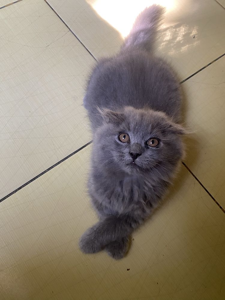 Шотландская кошка скоттиш фолд
