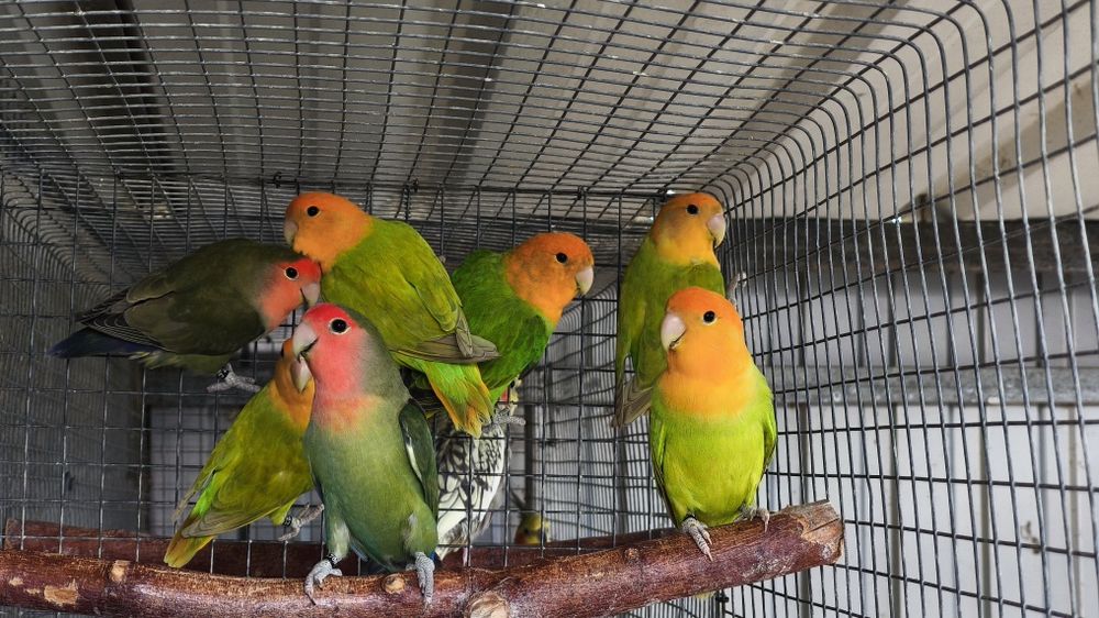 Agapornis roseicollis