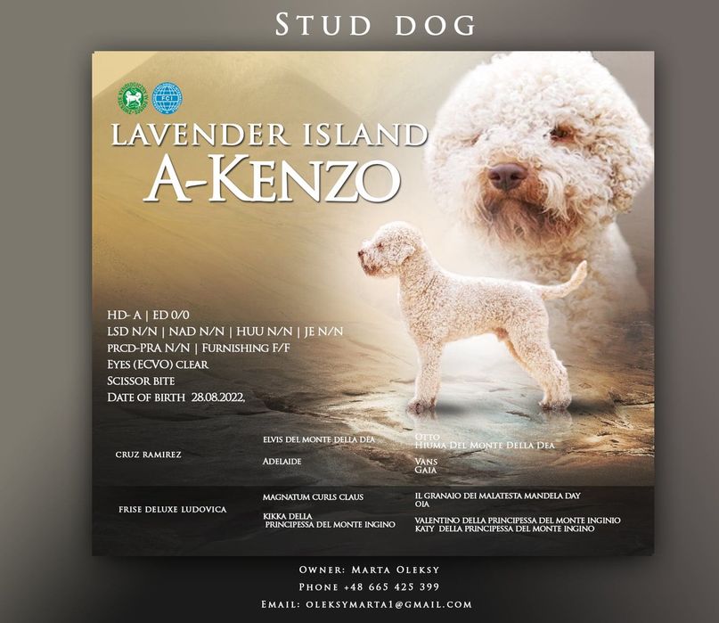 Lagotto Romagnolo ZKwP/FCI - piękny pies