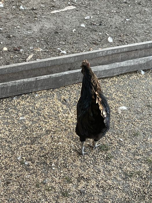 Петухи ухеилюя(подростки)