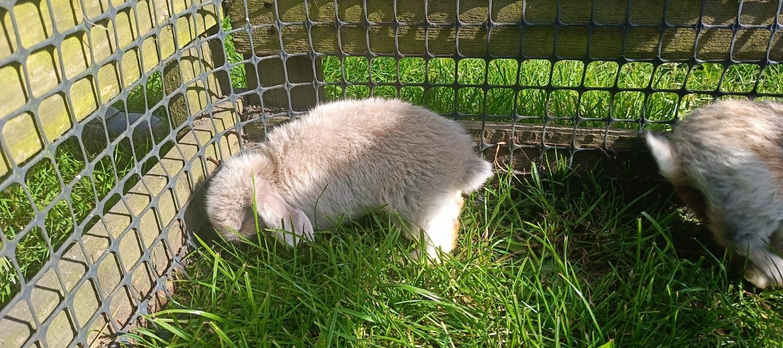 Baranki Teddy,mini lop, rex baranki francuskie miniaturowe