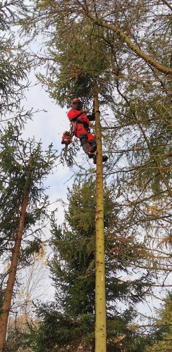 Wycinki drzew, met.alpinistycznymi, z użyciem dźwigów, podnośników