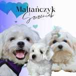 Maltanczyk piesek sunia