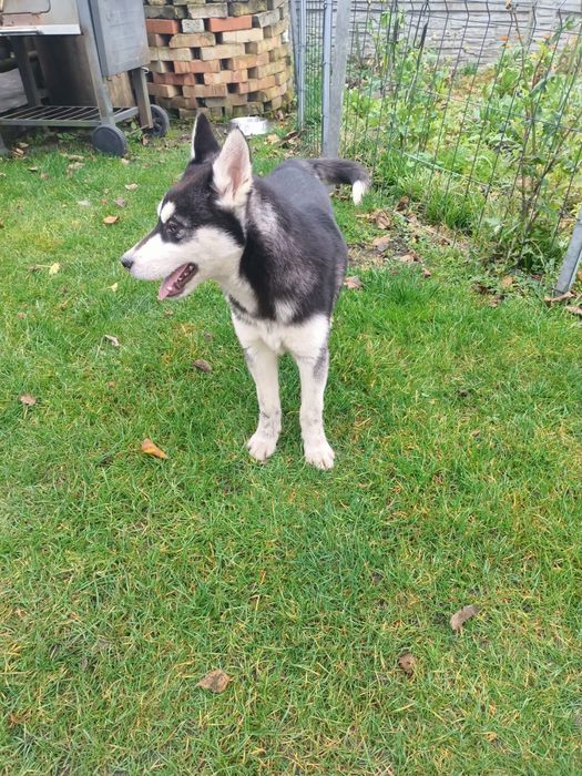 Syberian Husky - Piesek