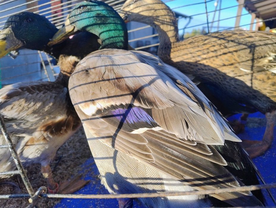 Sprzedam młoda kaczuche i bieguska