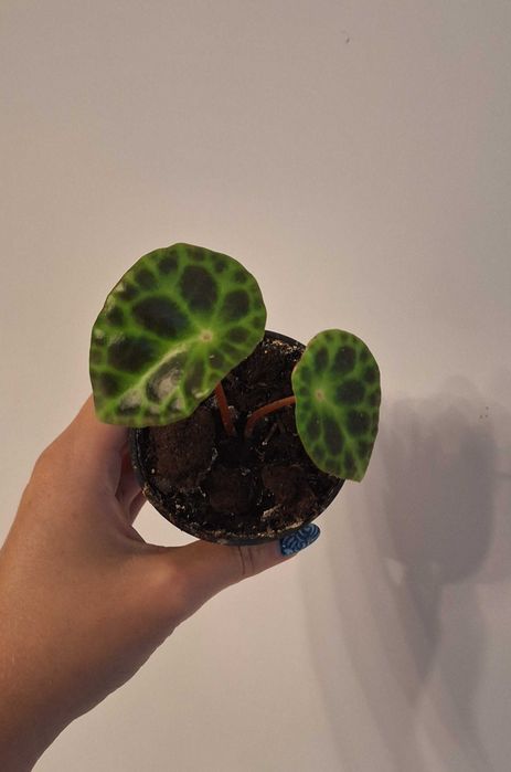Begonia kingiana