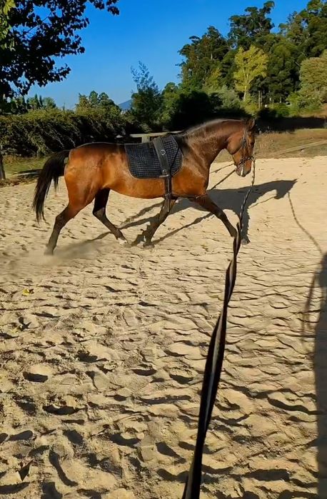 Égua PSL livro azul