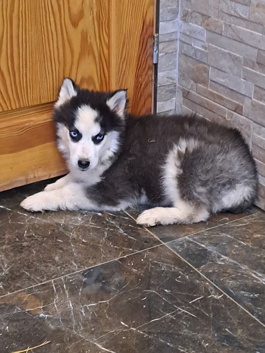 Siberian Husky suczka rodowodowa