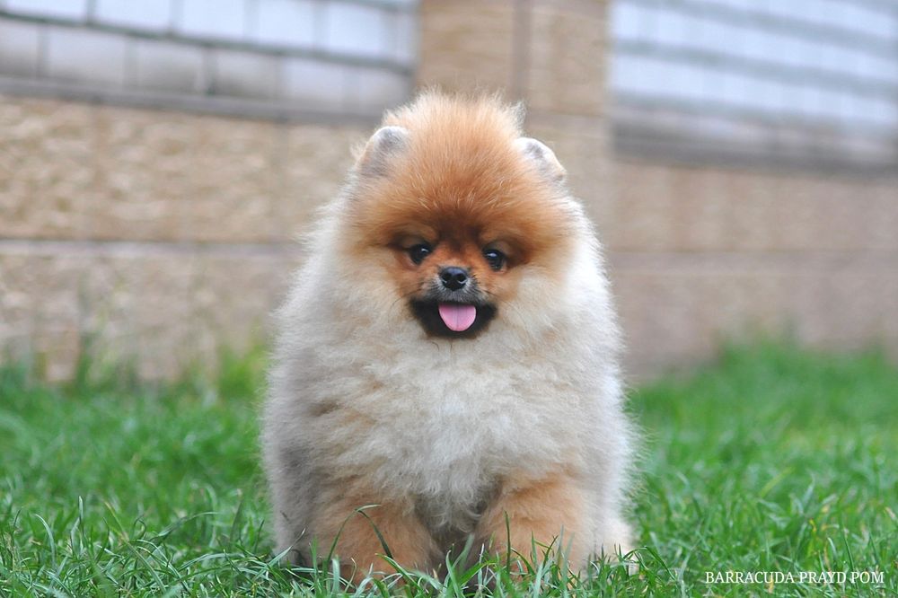 Барракуді далеко до ліси