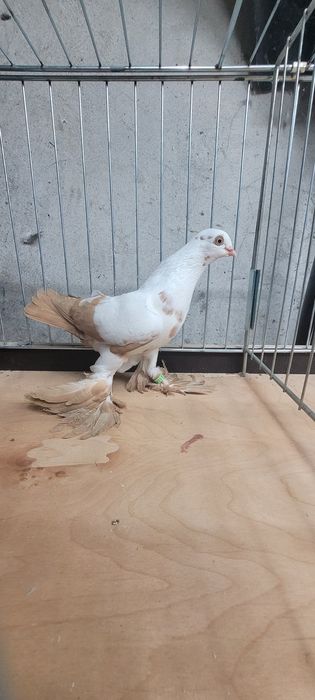 Widymy polskie gołębie