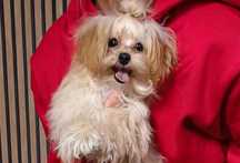 Maltipoo F1 biszkoptowy chłopczyk wesoły drobniutki odchowany kpl szcz