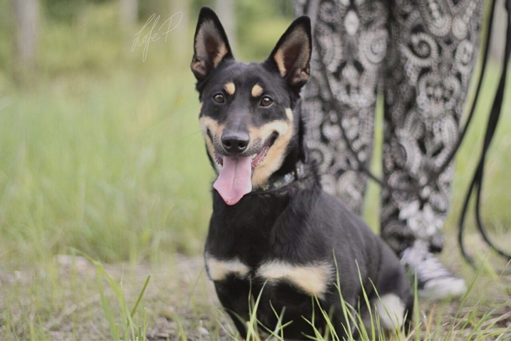 Uśmiechnięty, wesoły i przyjacielski Lisek szuka domu!