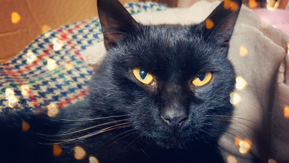 Kot czarny kot porzucony lubi mizianie