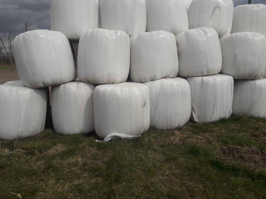 Sianokiszonka  12szt.