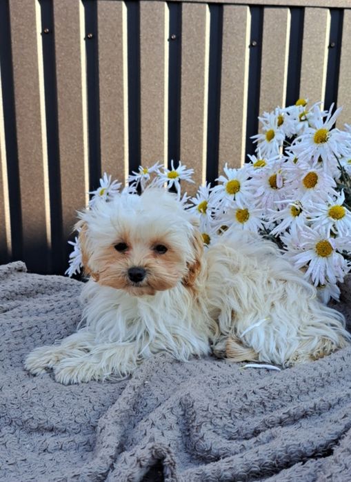 Мальтіпу дівчинка