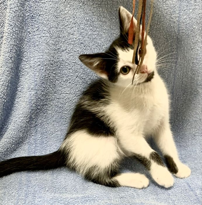 Котенок 3мес белый с черный котик котята кошеня чорне с білим