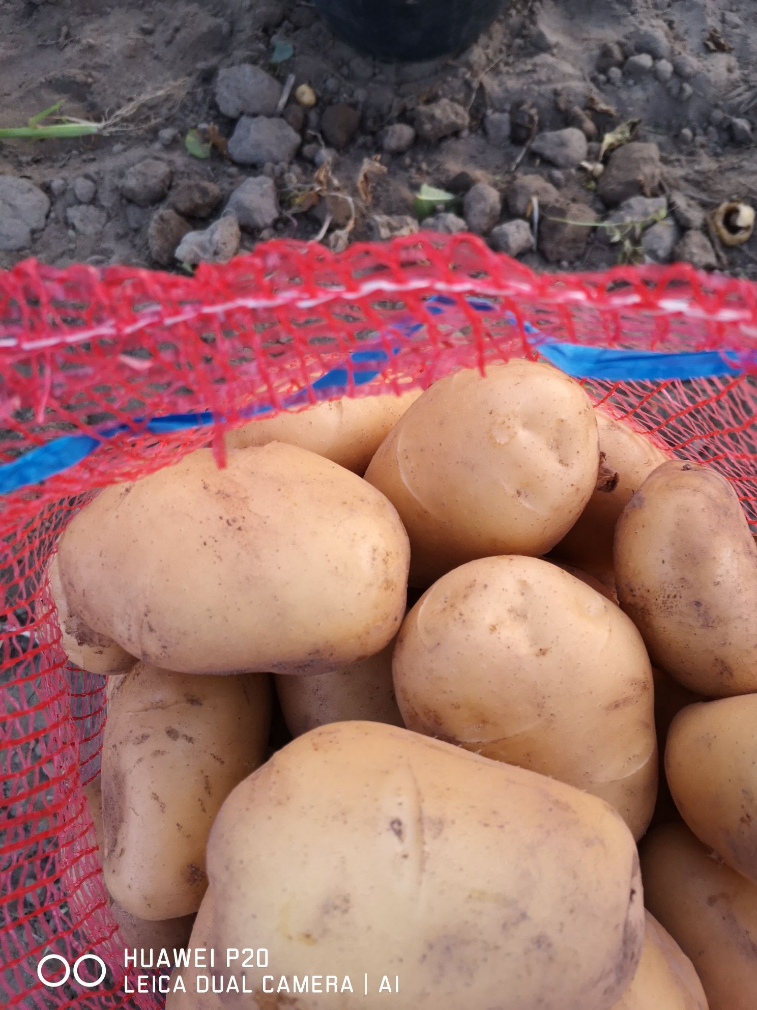 Batata nova de Produção tradicional branca e vermelha