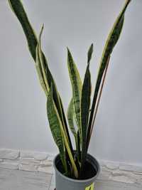 Sansevieria trifasciata