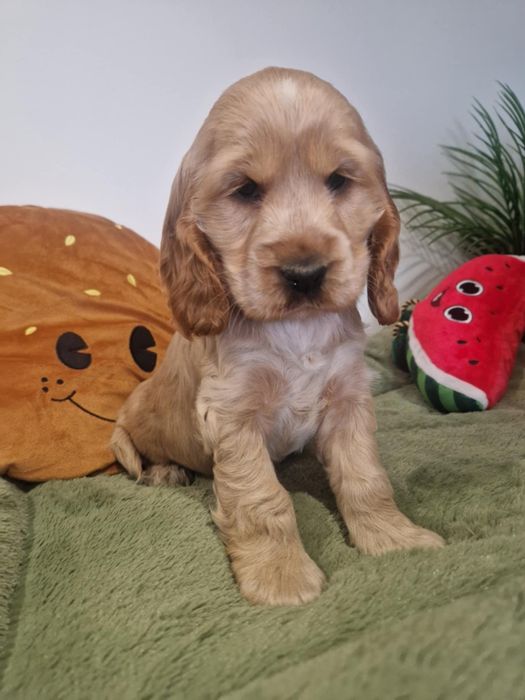 Piesek cocker spaniel