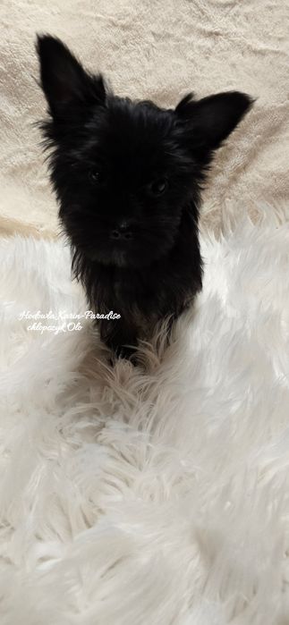 Yorkshire terrier piesek