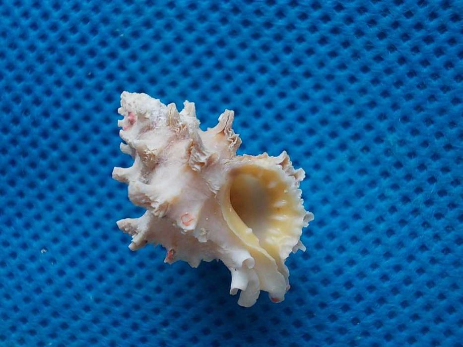 Muszle morskie- Attiliosa nodulifera